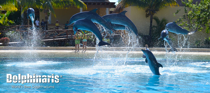 23 Fun Facts About Bottlenose Dolphins That Will Astonish You