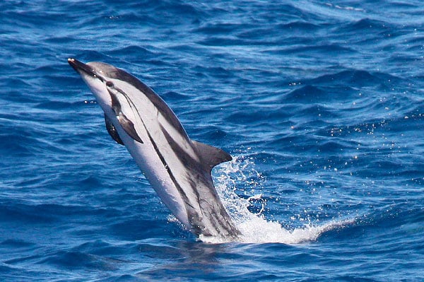 9 Tipos increíbles de delfines Delfín Rayado