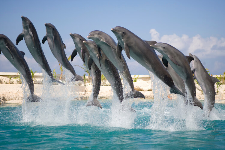 Dolphinaris Cancún, Nado con Delfines en Cancún