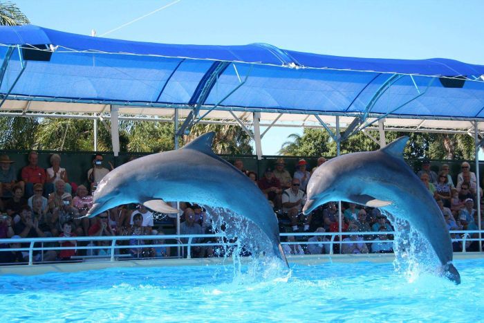 Dolphin Marine Magic - One of the Best Places to Swim with Dolphins in the World 