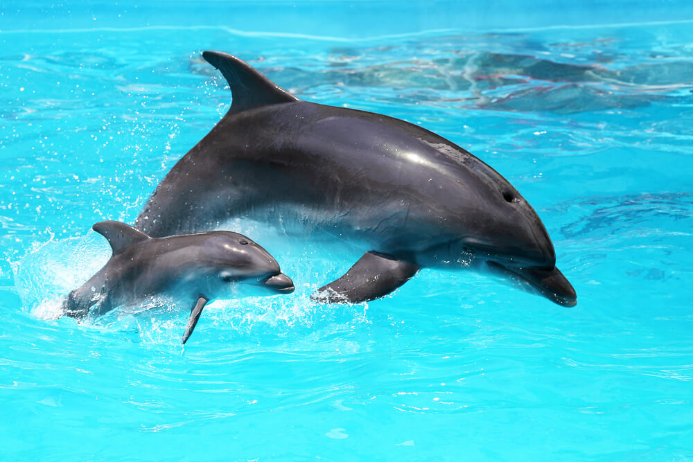 Dolphin Ride in Cancun
