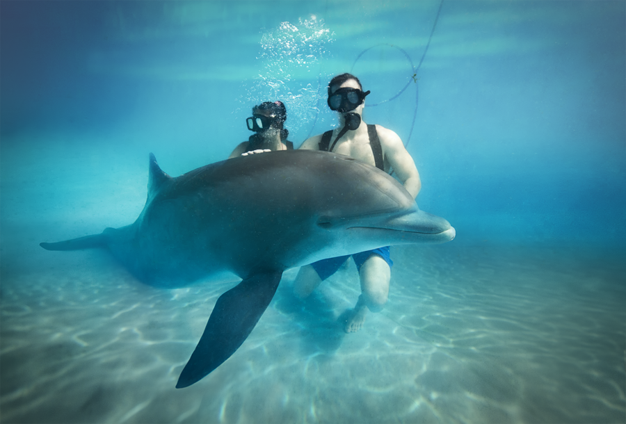 Dolphinaris Nadar con delfines en Cancún