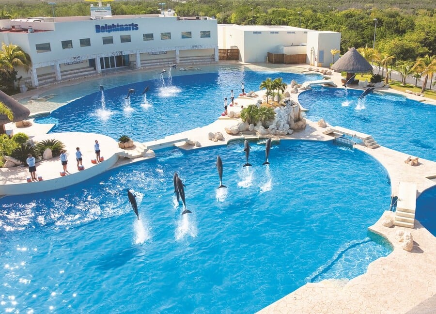 Dolphinaris Cancún, Nado con Delfines en Cancún