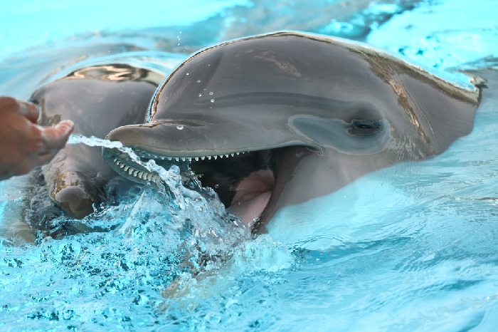 Los delfines ahora también forman parte del Jungle Tour.