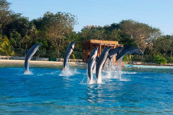 Entrenador de Delfines en Dolphinaris