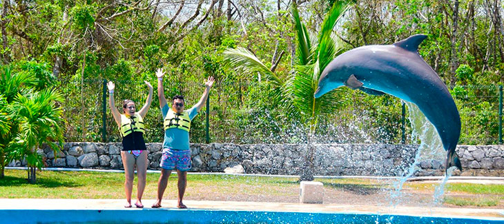 Entrenador por un día en Dolphinaris