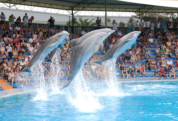 Zoomarine - One of the Best Places to Swim with Dolphins in the World 