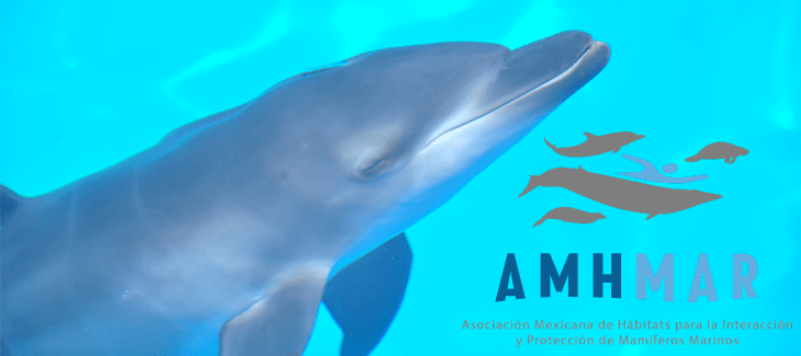 Asociación Mexicana de habitats para la interacción y protección de mamíferos marinos