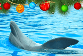 Discover how to celebrate Christmas with a dolphin theme