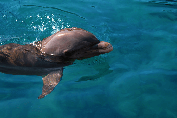 dolphin mexico unplugged