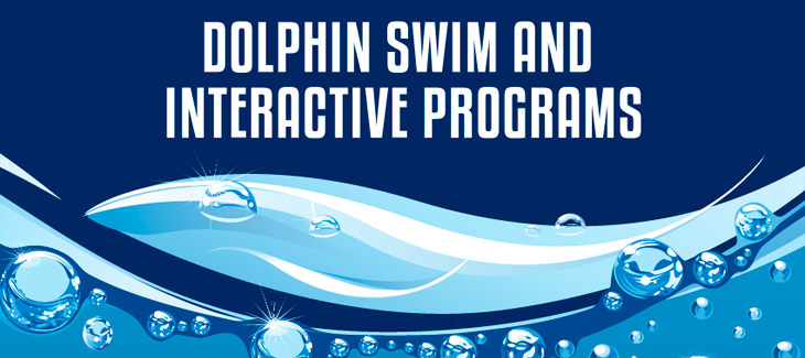 Dolphin swim and interactive programs