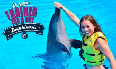 Encuentro con delfines en Playa del Carmen Entrenador por un día