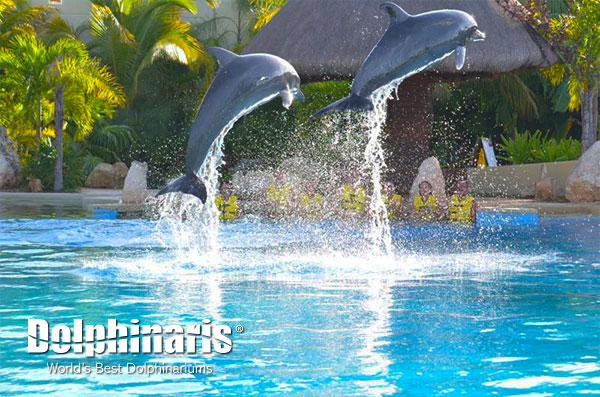 The Dolphins can launch themselves up to 15 feet out of the water! Impressive huh?