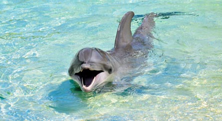 Types of dolphins and their characteristics.